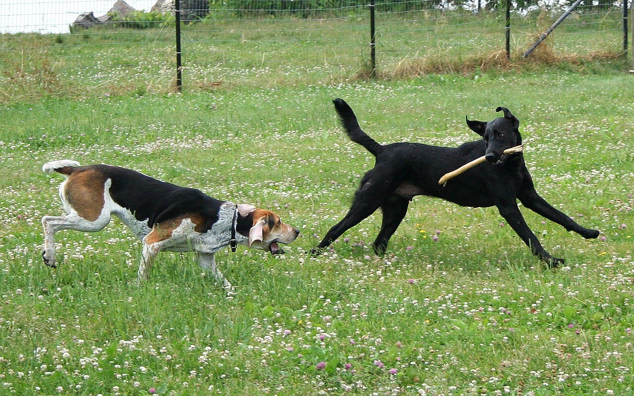 American Foxhound — 5