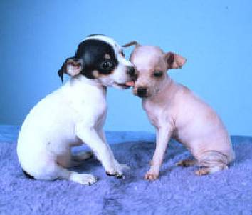 American Hairless Terrier — 2