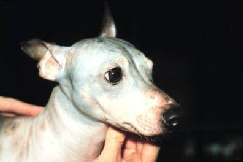 American Hairless Terrier — 3