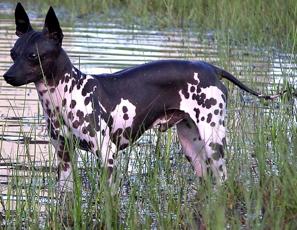 American Hairless Terrier — 4