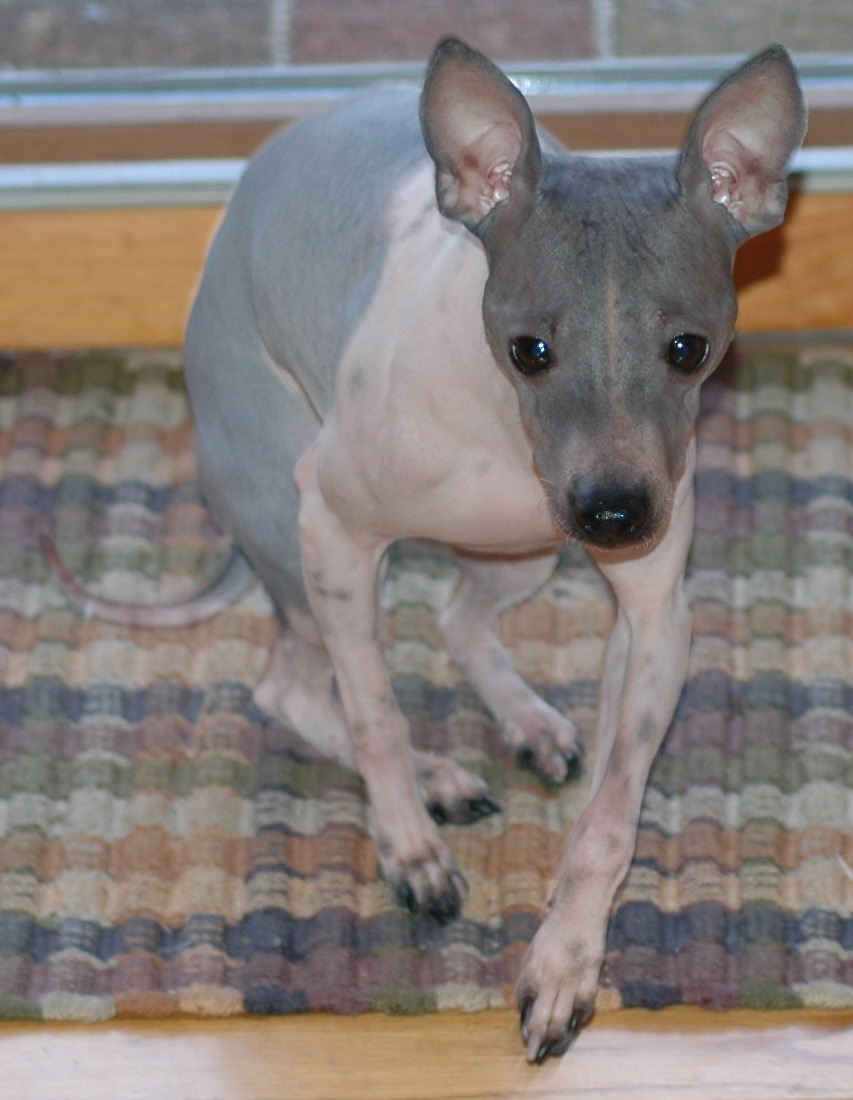 American Hairless Terrier — 6