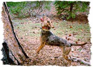 American Leopard Hound — 1