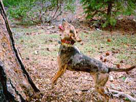 American Leopard Hound — 2