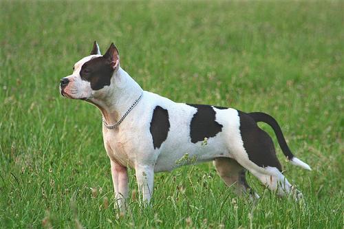 American Staffordshire Terrier — 1