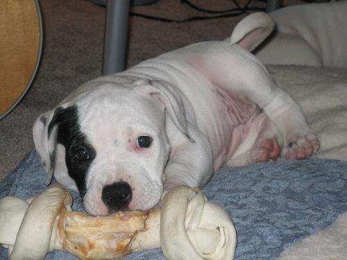 American Staffordshire Terrier — 2