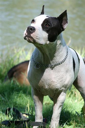 American Staffordshire Terrier — 3