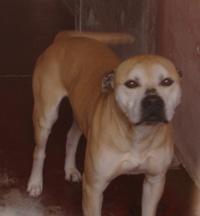American Staffordshire Terrier — 4