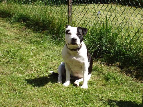 American Staffordshire Terrier — 5