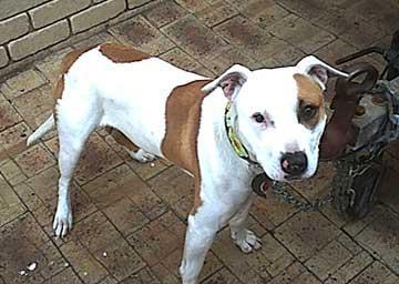 American Staffordshire Terrier — 6