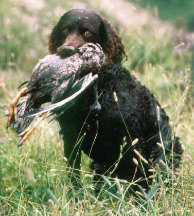 American Water Spaniel — 2