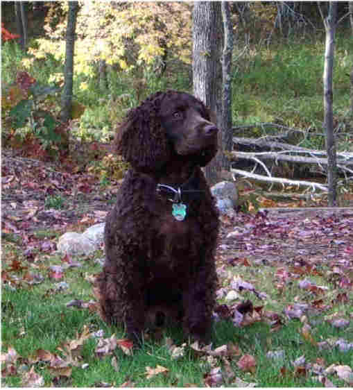 American Water Spaniel — 3