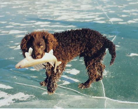 American Water Spaniel — 4