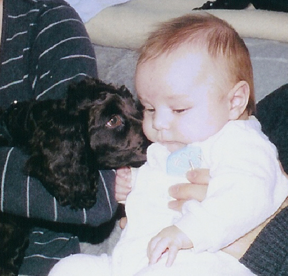 American Water Spaniel — 5