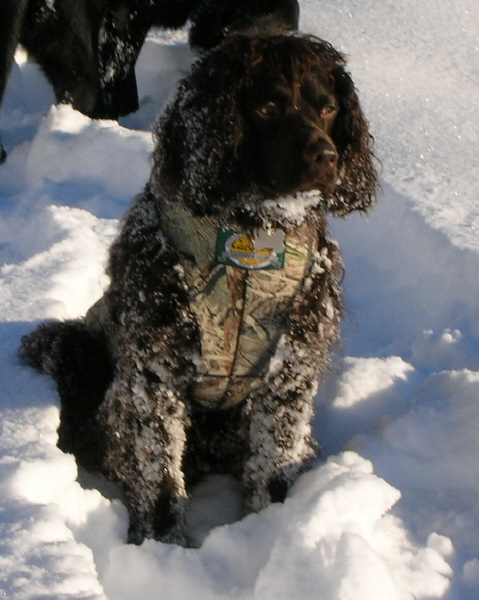 American Water Spaniel — 6