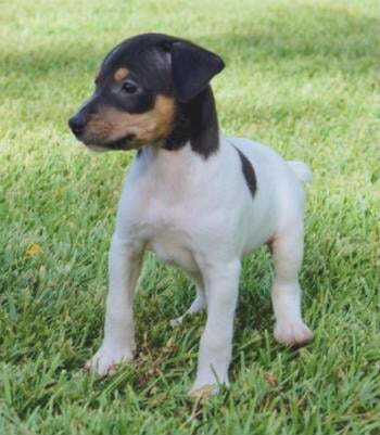Andalusian Terrier — 2