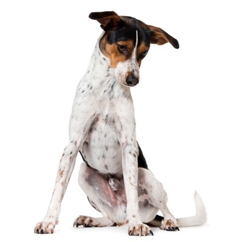 Andalusian Terrier — 3