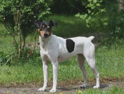 Andalusian Terrier — 4