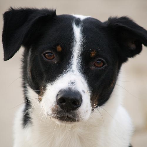 Appenzeller Sennenhund — 1