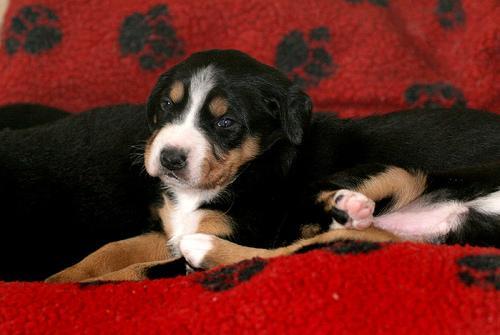 Appenzeller Sennenhund — 2