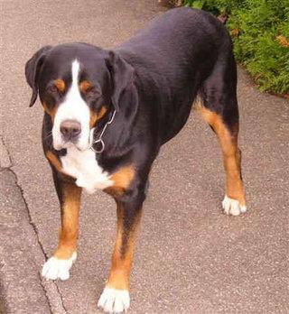 Appenzeller Sennenhund — 3