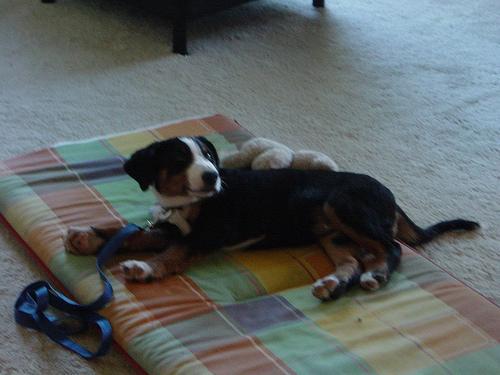 Appenzeller Sennenhund — 4