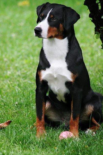 Appenzeller Sennenhund — 5