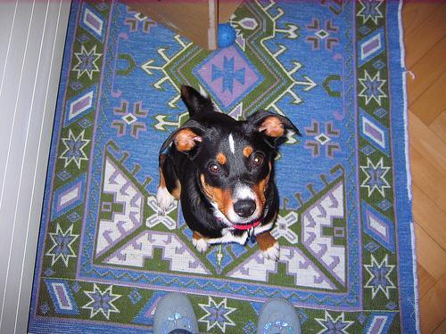 Appenzeller Sennenhund — 6