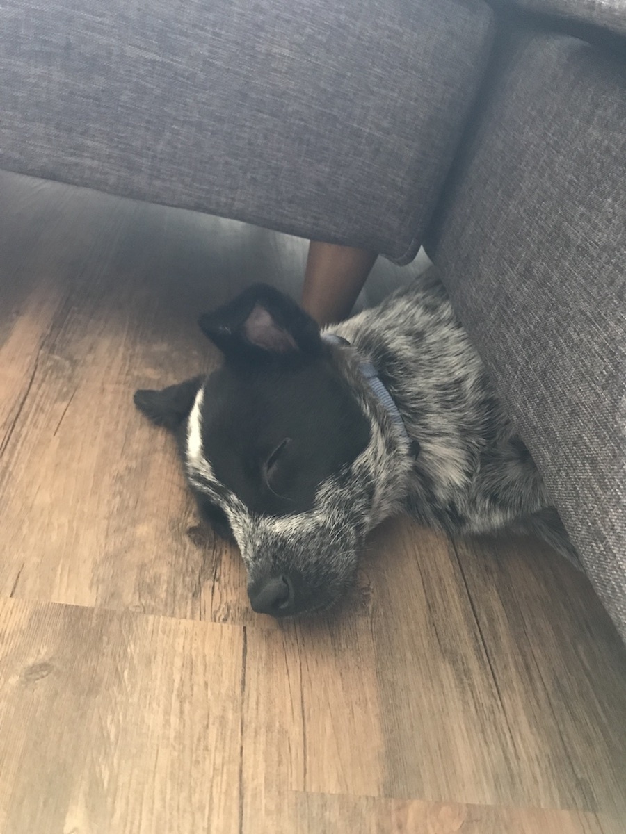 Australian Cattle Dog — 1