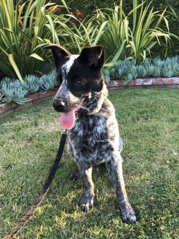 Australian Cattle Dog — 2
