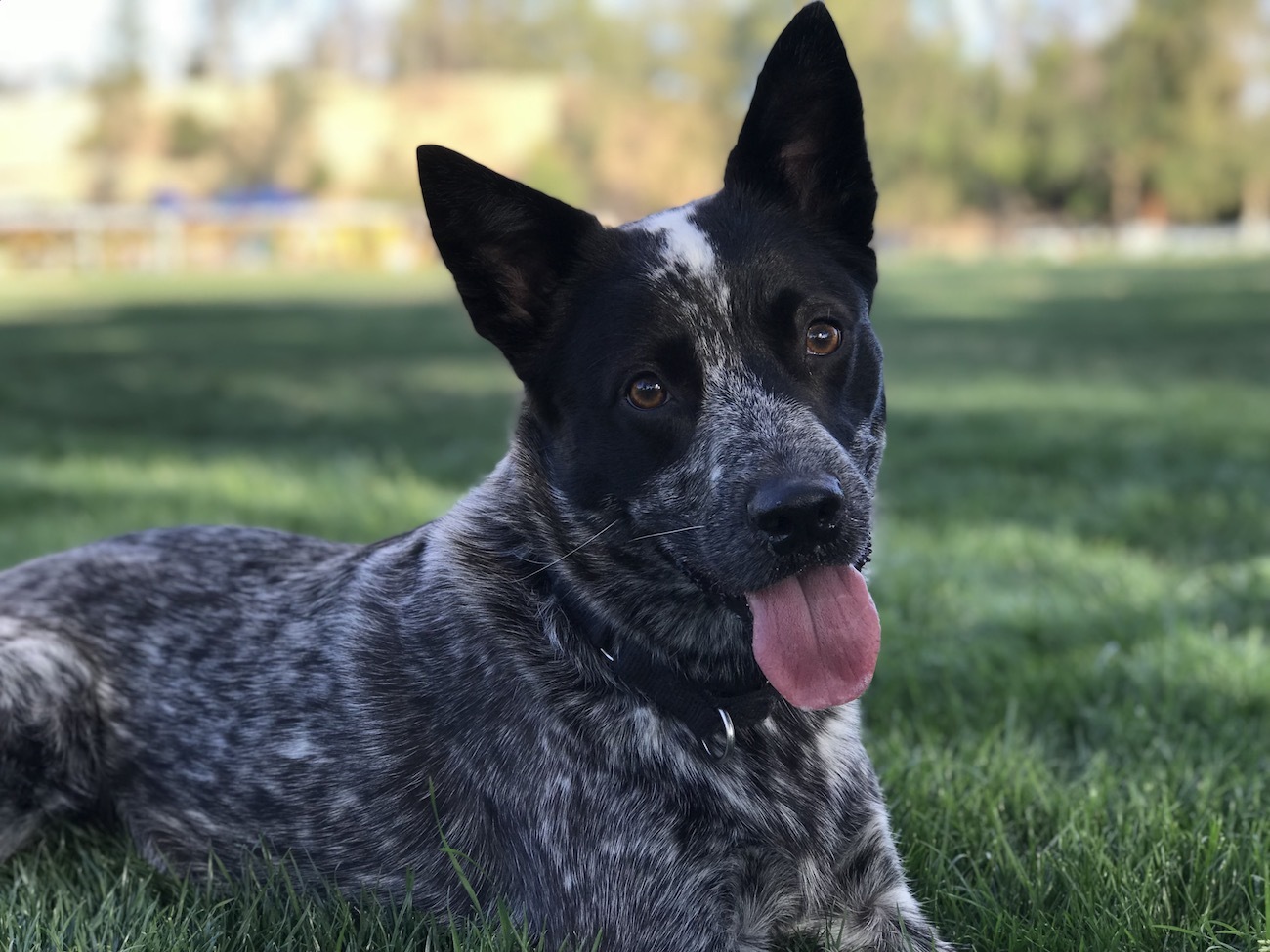 Australian Cattle Dog — 3