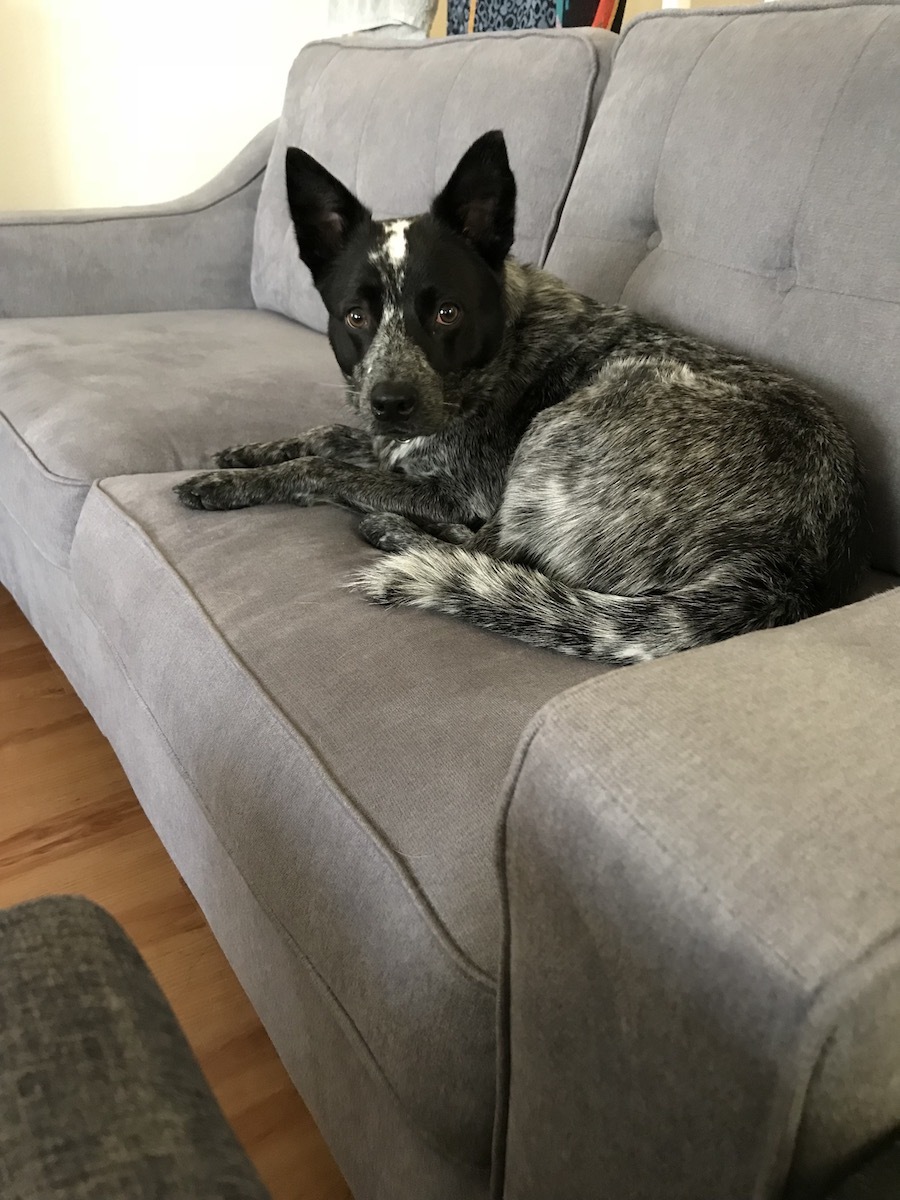 Australian Cattle Dog — 4