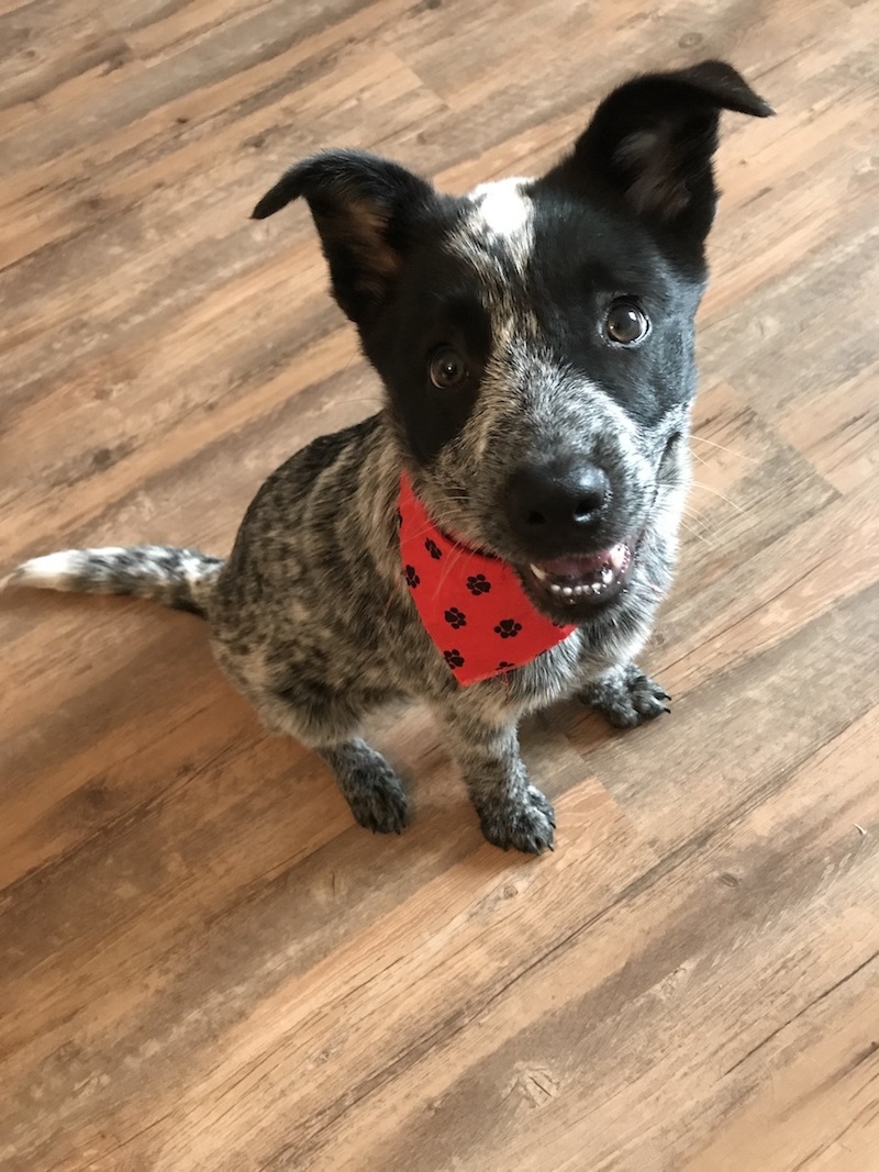Australian Cattle Dog — 5