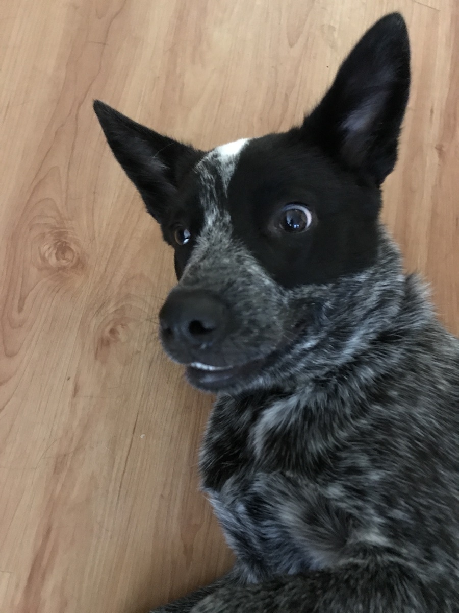 Australian Cattle Dog — 6