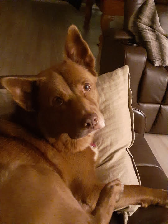 Australian Kelpie — 1