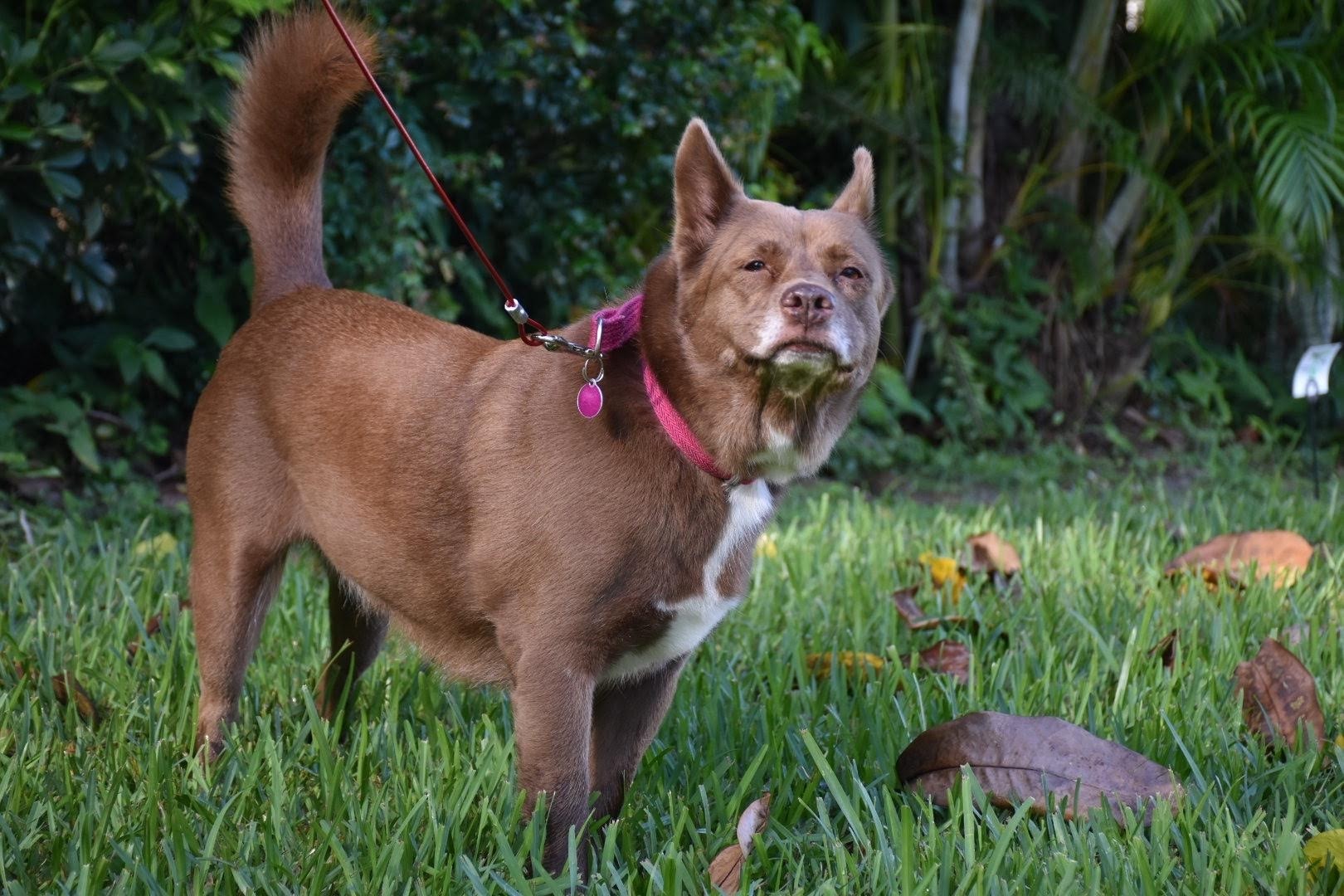 Australian Kelpie — 2