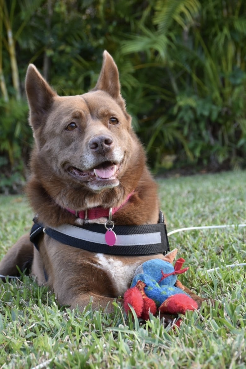 Australian Kelpie — 3