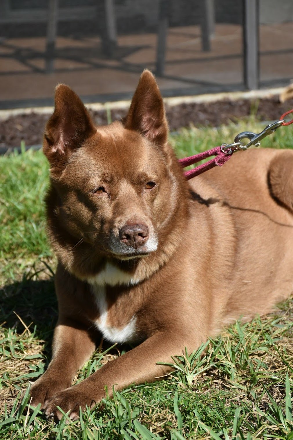 Australian Kelpie — 4