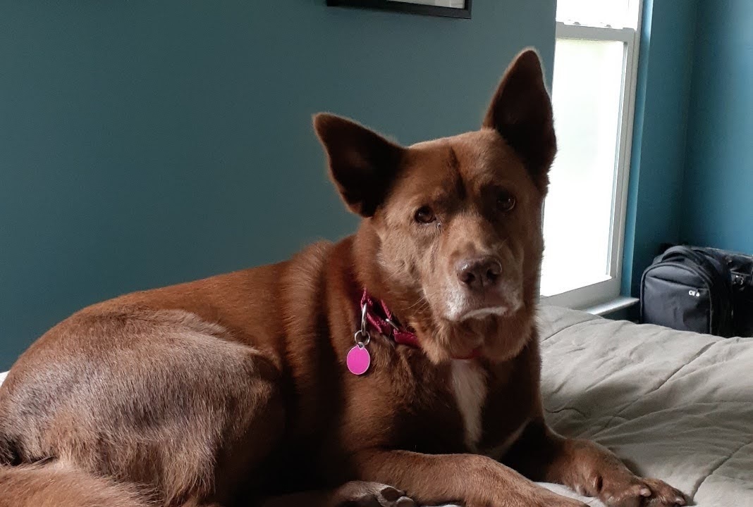 Australian Kelpie — 5