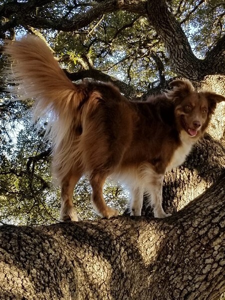 Australian Shepherd — 1