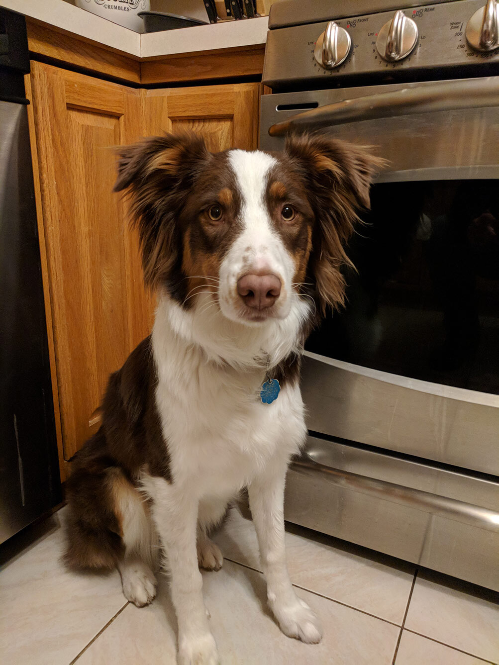 Australian Shepherd — 2