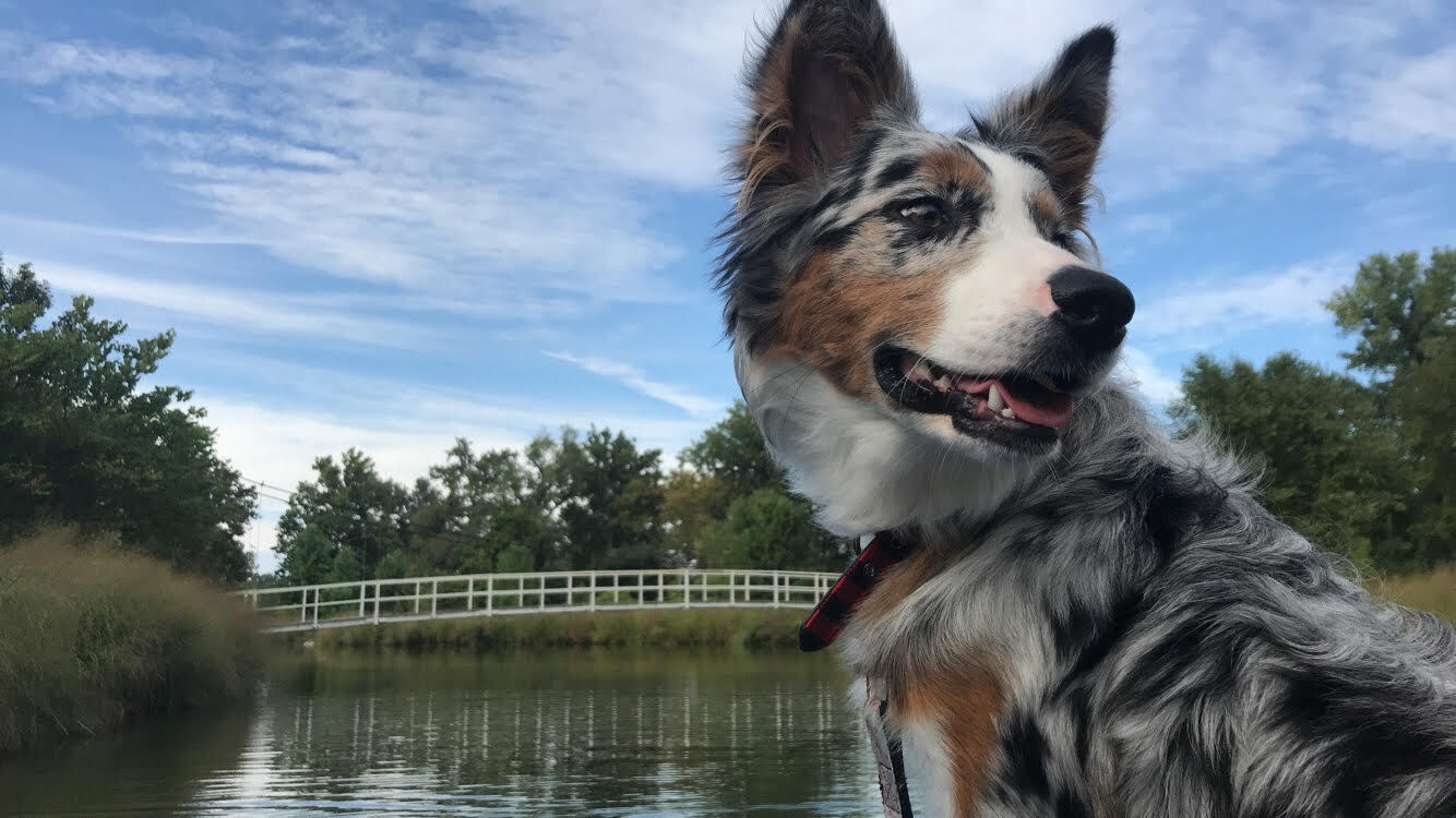 Australian Shepherd — 3