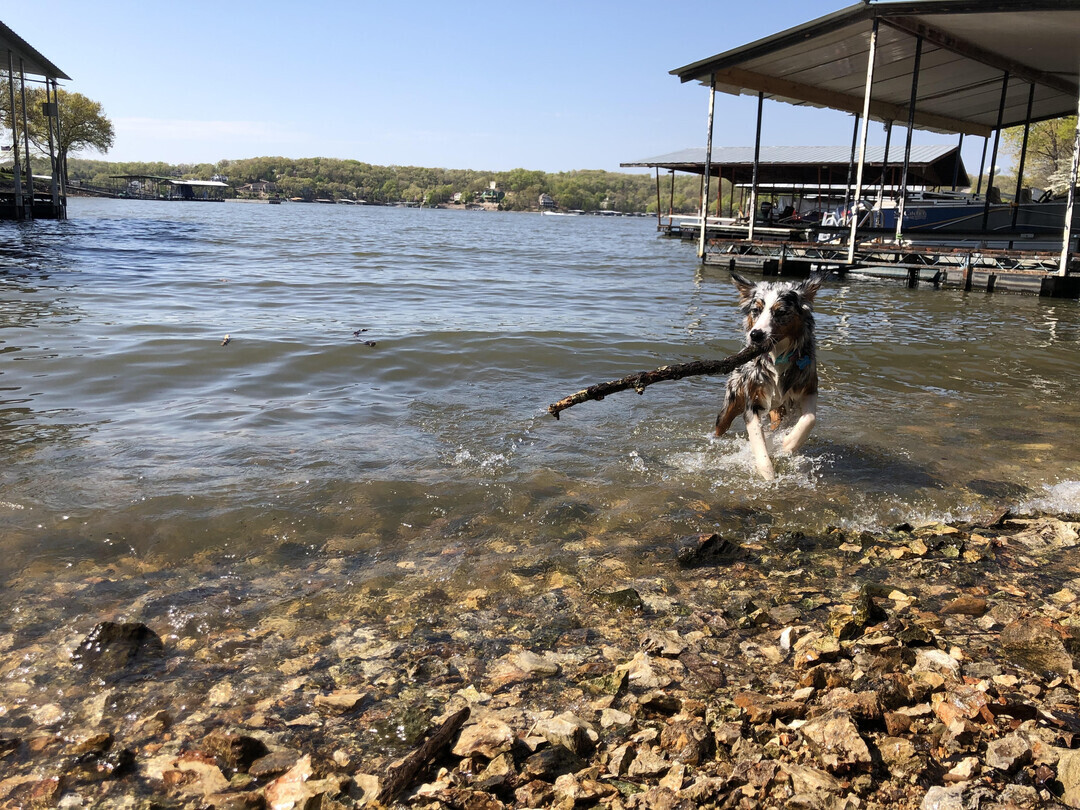 Australian Shepherd — 4