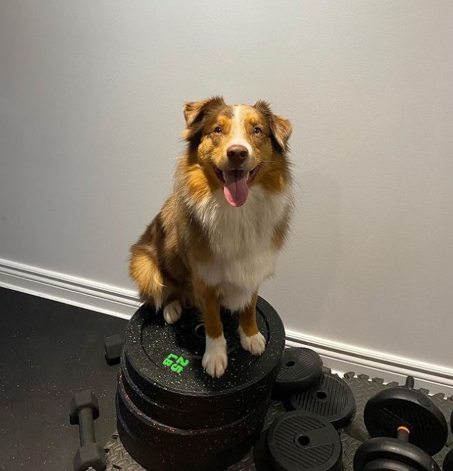 Australian Shepherd — 5