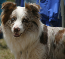 Australian Shepherd — 6