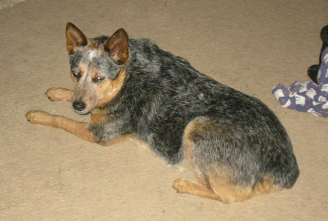 Australian Stumpy Tail Cattle Dog — 4
