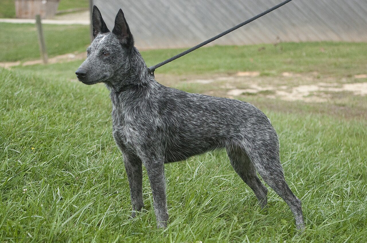 Australian Stumpy Tail Cattle Dog — 5