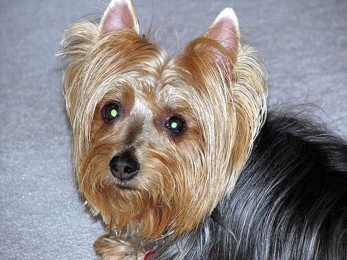 Australian Terrier — 1
