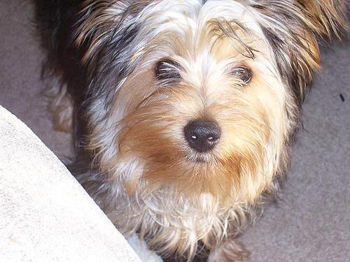 Australian Terrier — 2