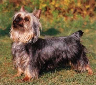Australian Terrier — 3