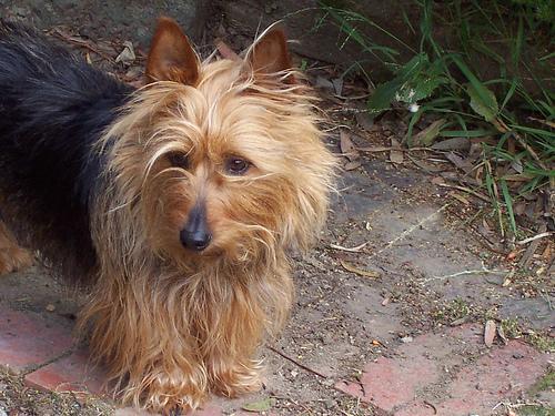 Australian Terrier — 4